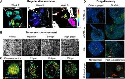 Label-free multimodal non-linear optical imaging of three-dimensional cell cultures